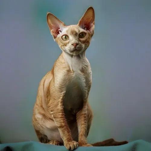 Devon rex 