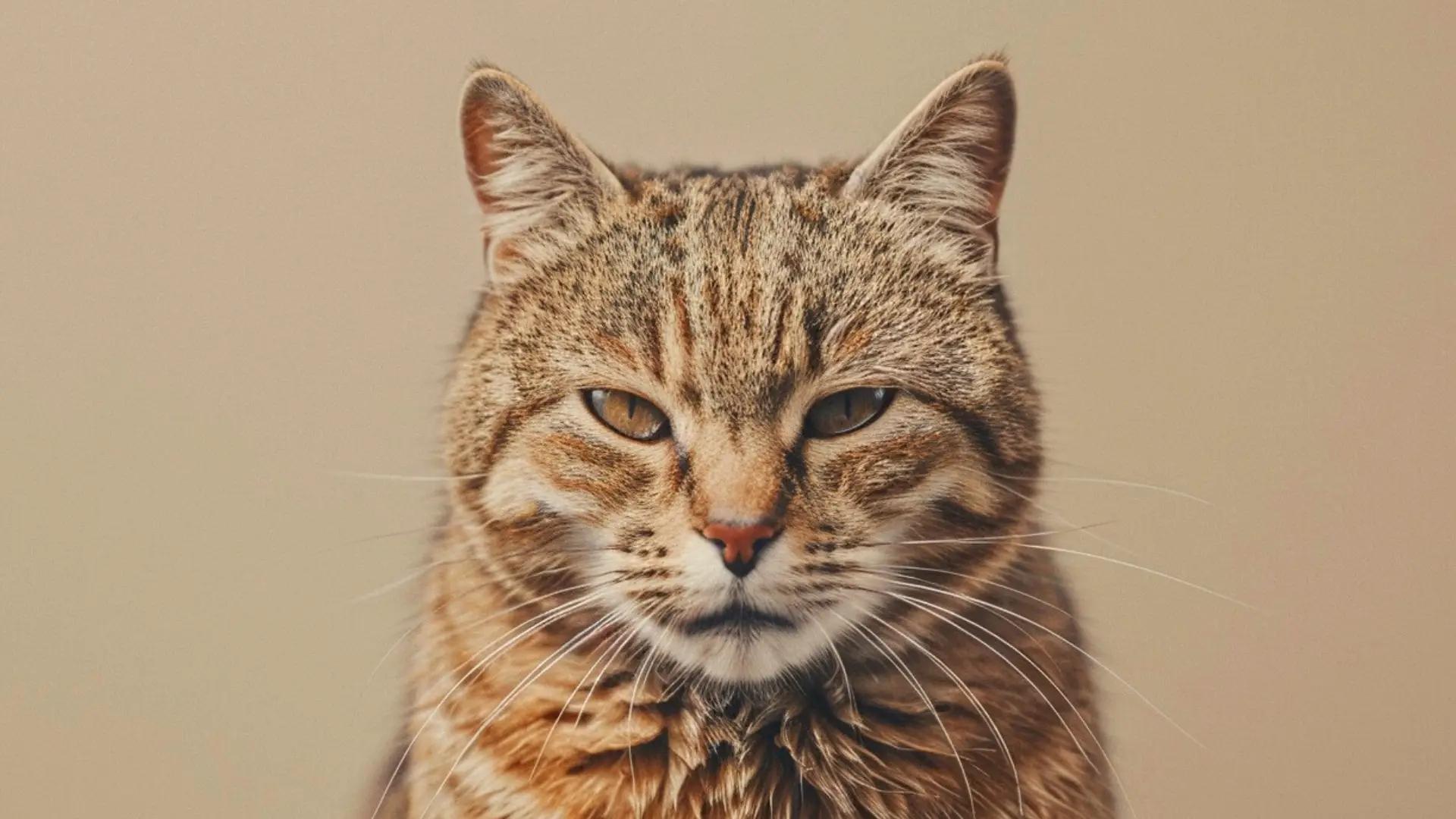 La calicivirose chez le chat