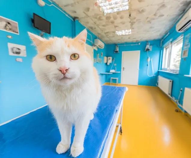 Amputation chez le chat