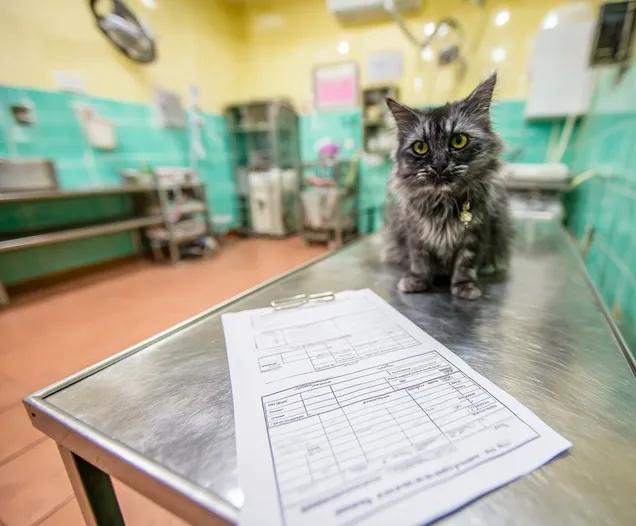 Bilan sanguin chez le chat : comprendre son rôle dans la santé féline