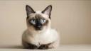Le coryza chez le chat 