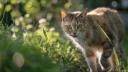 tiques chez le chat