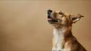 La toux chez le chien