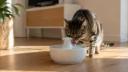 Image de Chat