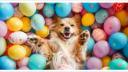 Chocolat et chien