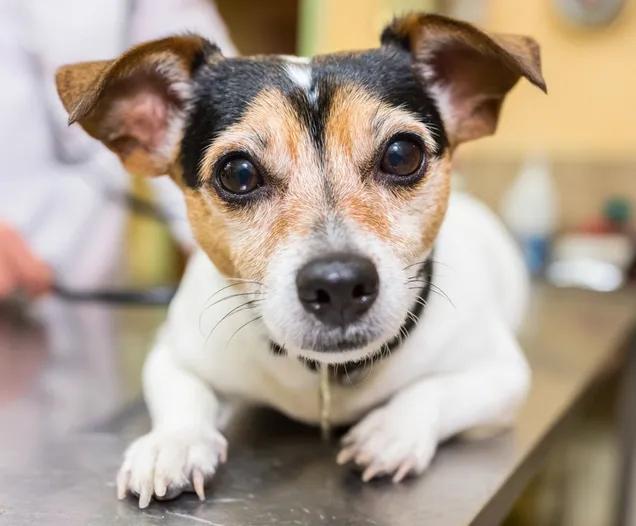 Vétérinaire pour chien : l'importance d'un suivi adapté