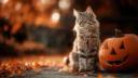 citrouille chat