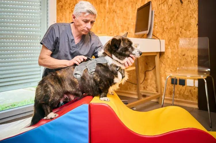 Rééducation fonctionnelle vétérinaire