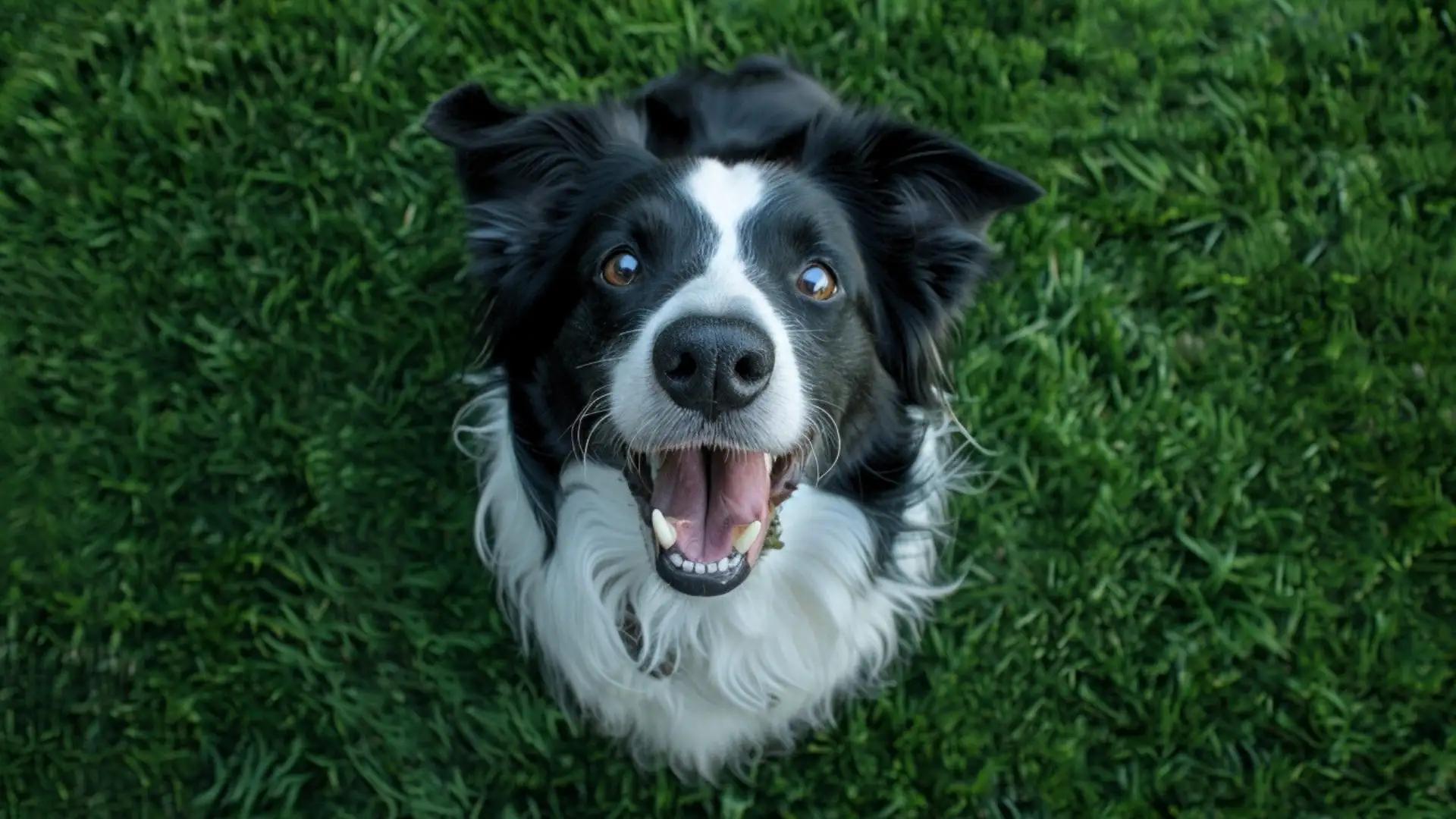 Où partir en vacances avec son chien ?