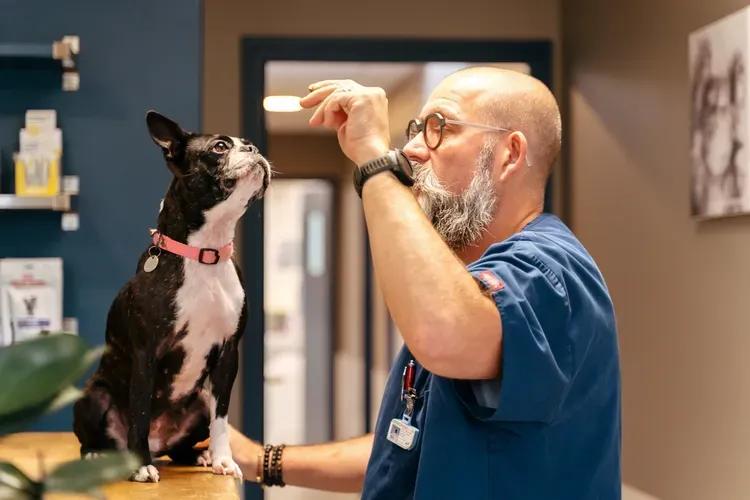 Vétérinaire comportementaliste