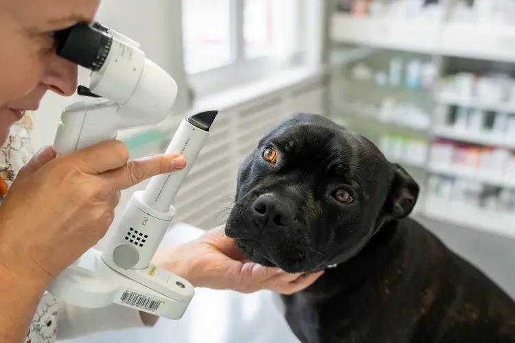 Ophtalmologie vétérinaire